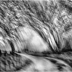 Abstract Plants Views 10s